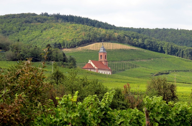 Винная дорога Эльзаса. Пикник на обочине 2015.