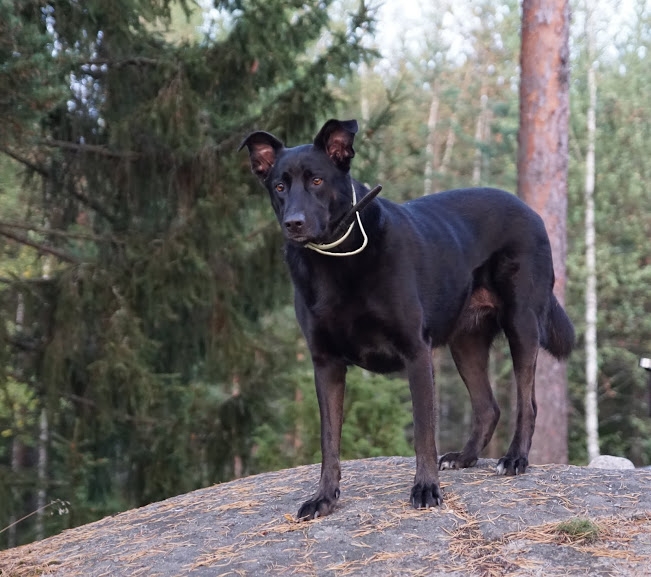 Наши собаки