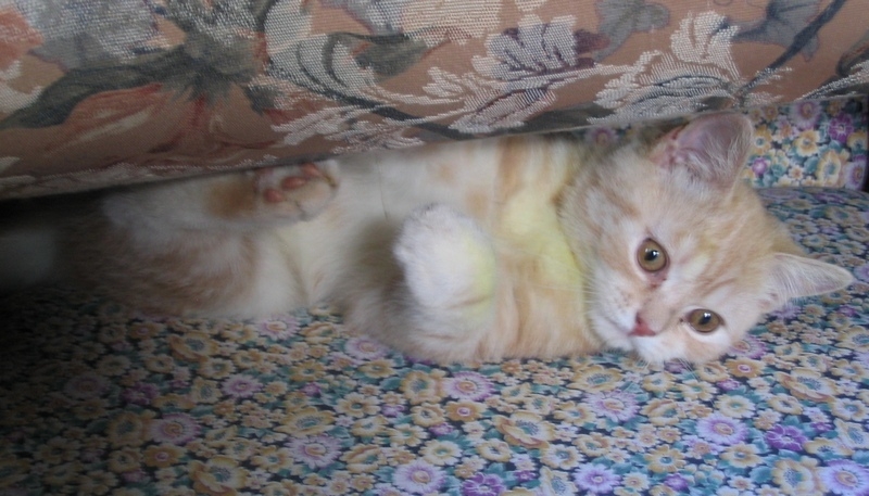 Поговорим о кошках36