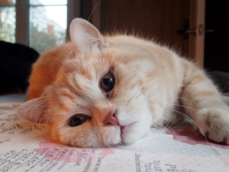 Поговорим о кошках36