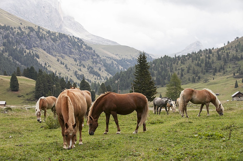 Трекинг в Доломитовых Альпах (Fassa,Gardena, Rosengarten, Brenta, San Martino)