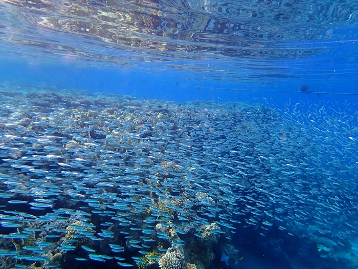 Возвращение к пакету (снорклинг в бухте Naama Bay).