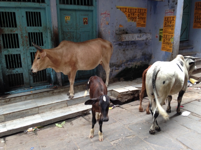 Противоречивая Индия, конец августа - начало сентября 2015 года