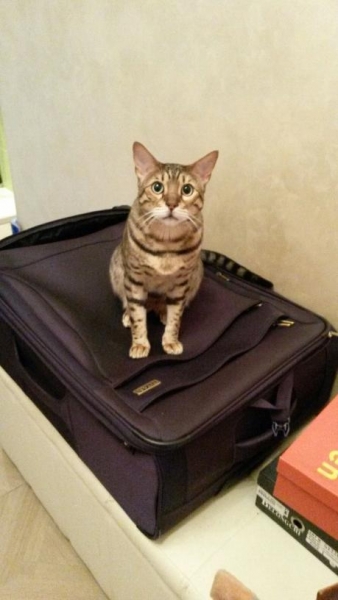 Поговорим о кошках36