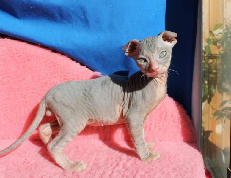 Поговорим о кошках36