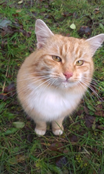 Поговорим о кошках36