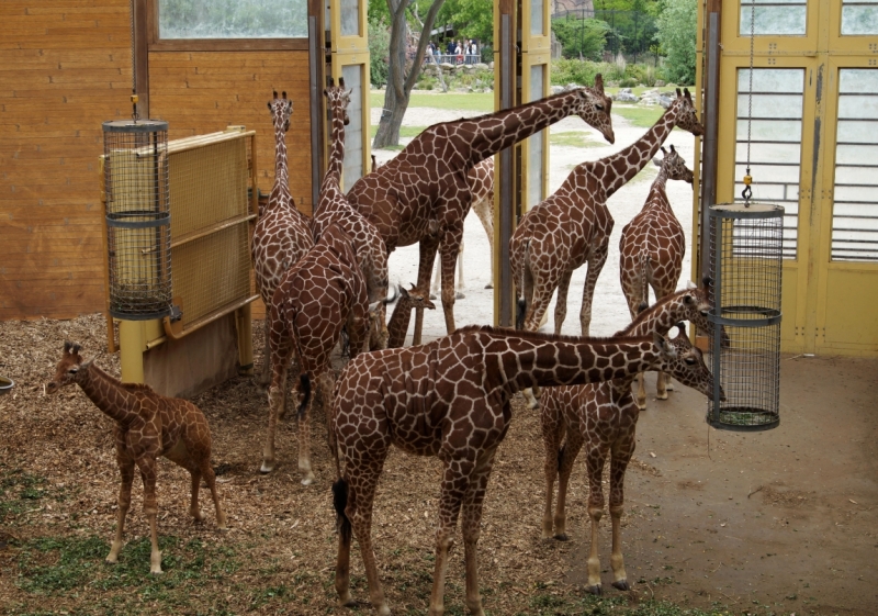 Нидерланды (Keukenhof, Rotterdam, Amsterdam, Delft, Den Haag и еще) + Бавария май 2015