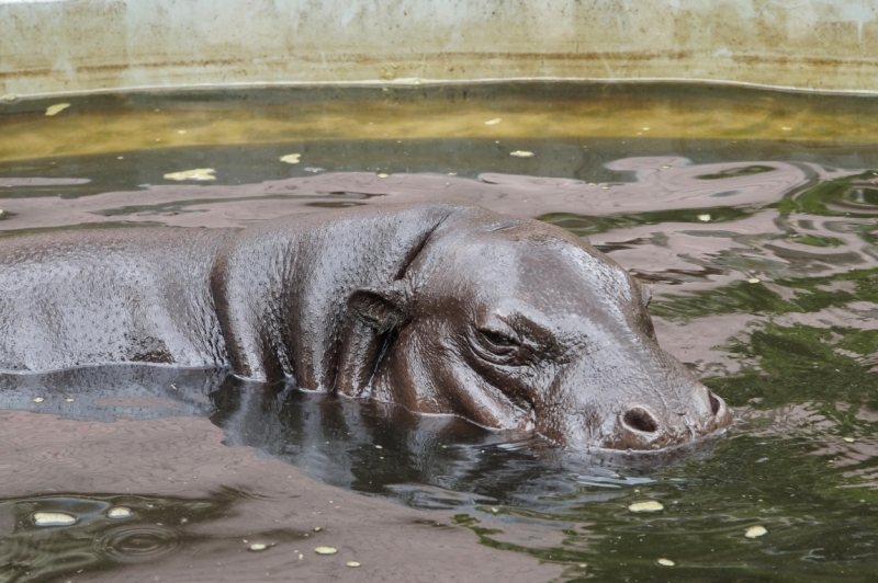 Нидерланды (Keukenhof, Rotterdam, Amsterdam, Delft, Den Haag и еще) + Бавария май 2015
