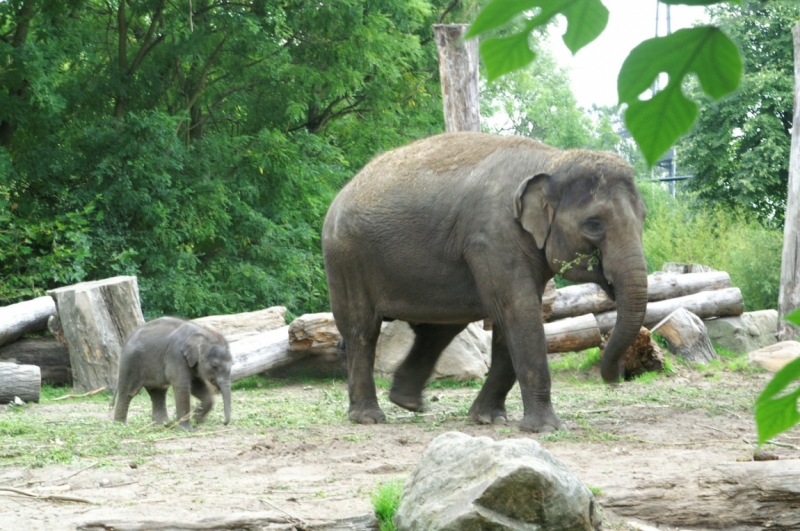 Нидерланды (Keukenhof, Rotterdam, Amsterdam, Delft, Den Haag и еще) + Бавария май 2015