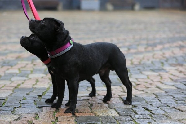 Наши собаки