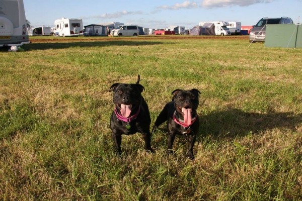 Наши собаки