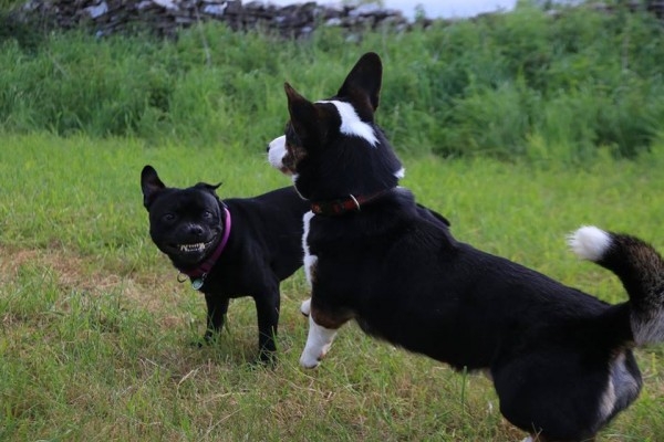 Наши собаки