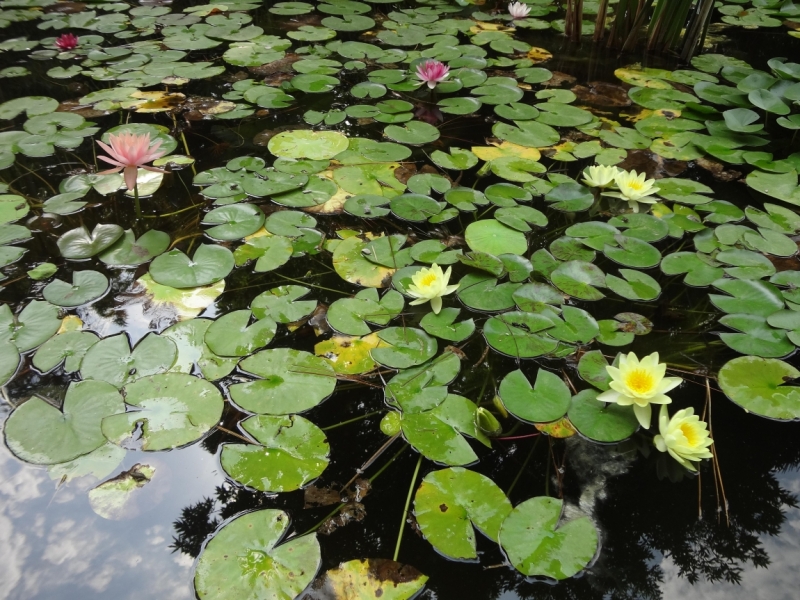 12 дней в Абхазии (Лдзаа, Пицунда, Гагра, Гудаута, Лыхны, Новый Афон, Сухум)