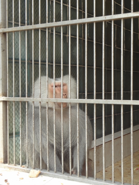 12 дней в Абхазии (Лдзаа, Пицунда, Гагра, Гудаута, Лыхны, Новый Афон, Сухум)