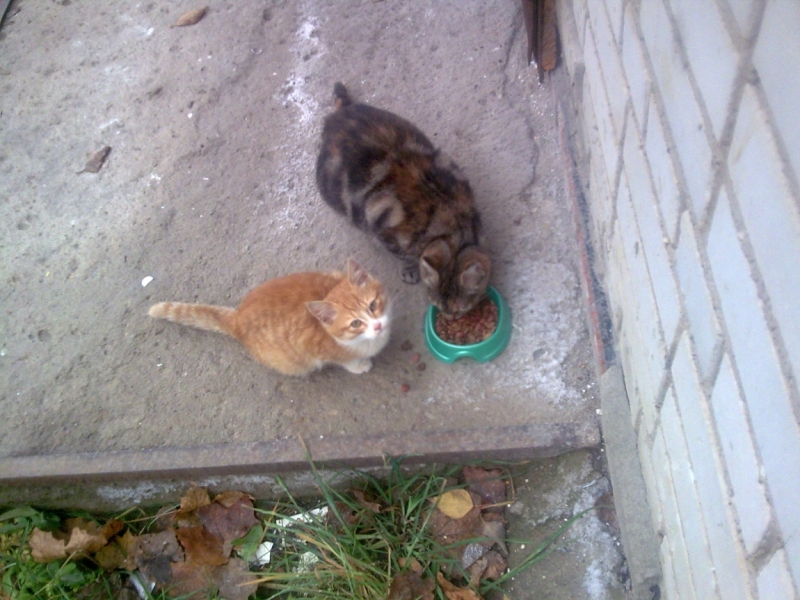 Поговорим о кошках36