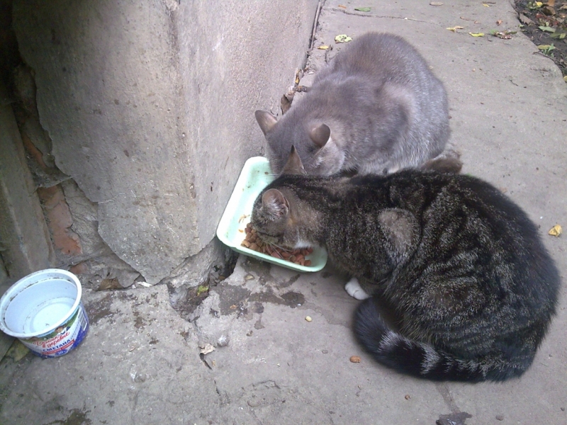 Поговорим о кошках36