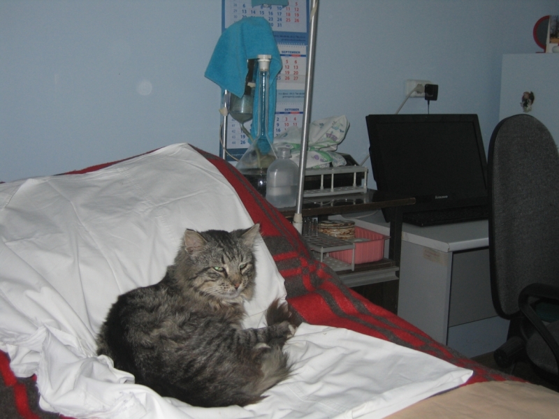 Поговорим о кошках36