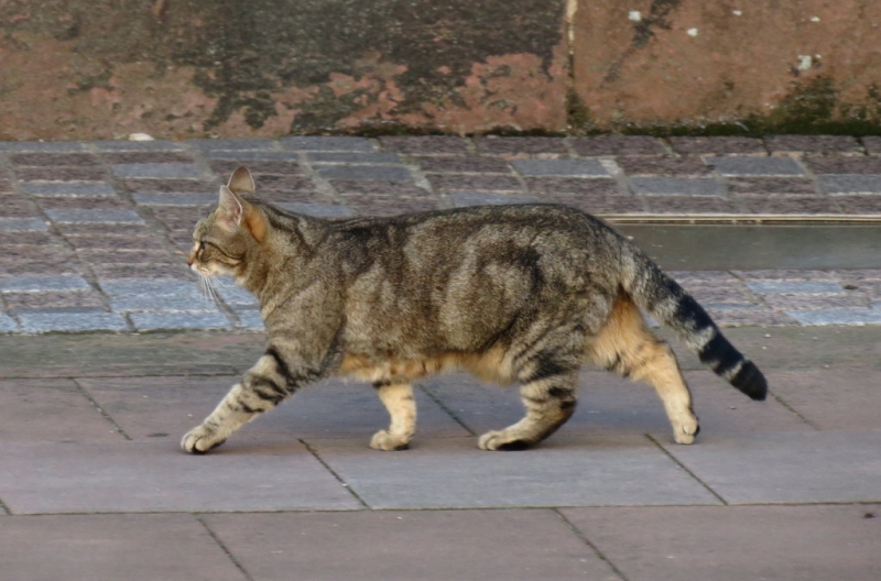 Винная дорога Эльзаса. Пикник на обочине 2015.