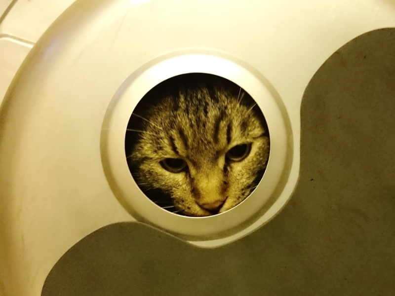 Поговорим о кошках36