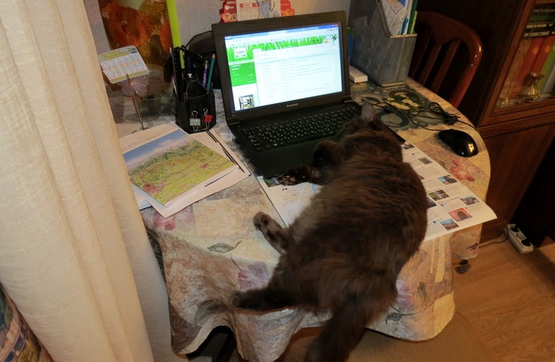 Поговорим о кошках36