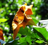 Pinky Yazz, дорогая, с Днем Рождения