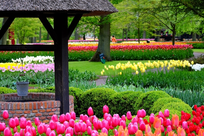 Нидерланды, май2015: Тюльпанные поля vs кофешопы: Amsterdam-Keukenhof-Utrecht-Den Helder