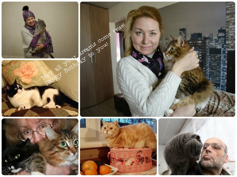 Поговорим о кошках36