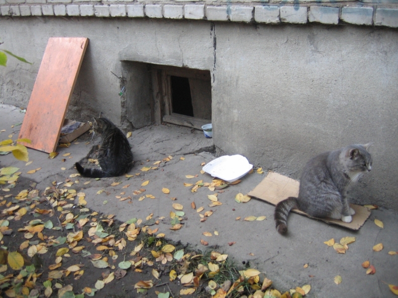 Поговорим о кошках36