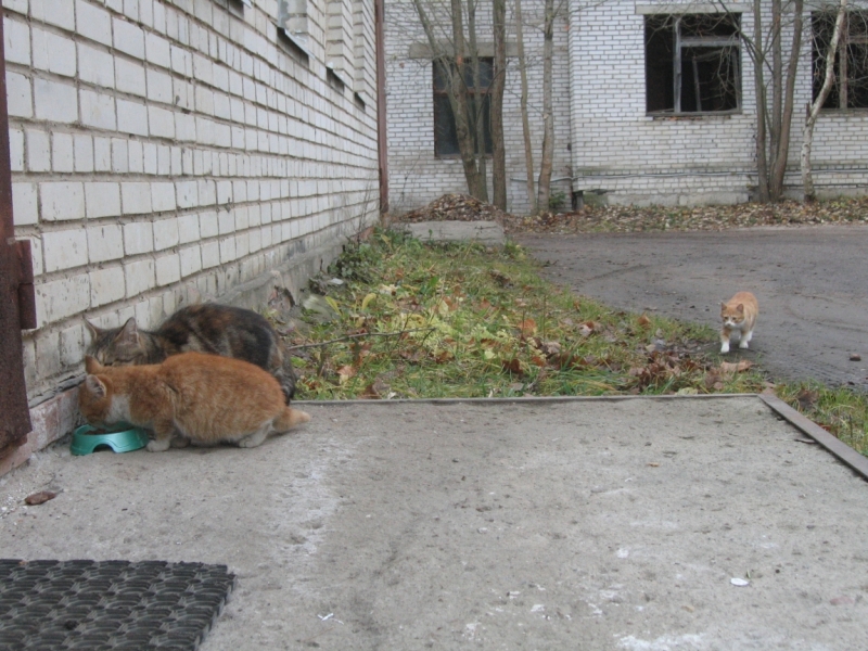 Поговорим о кошках36