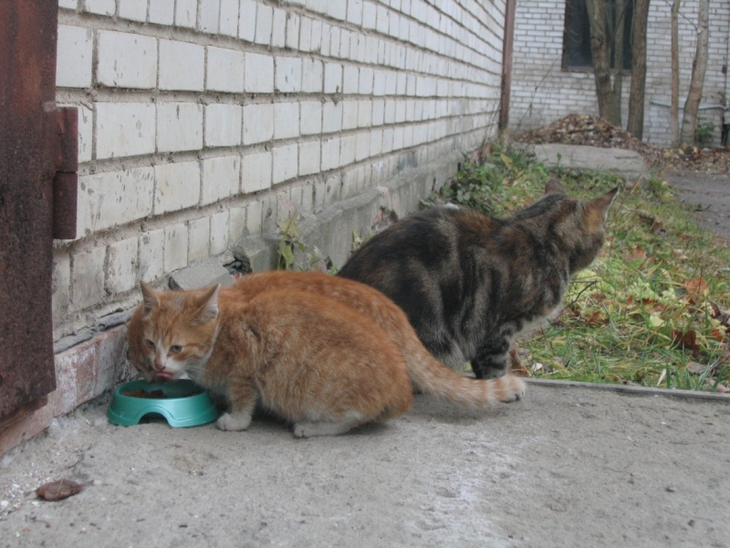 Поговорим о кошках36