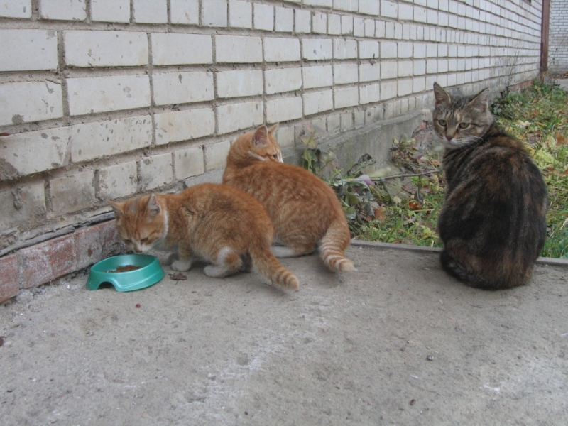 Поговорим о кошках36