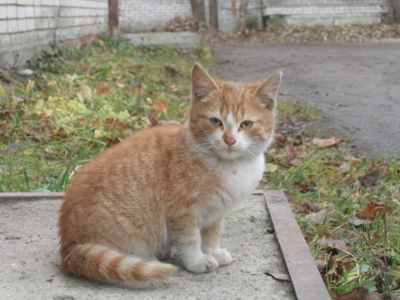 Поговорим о кошках36