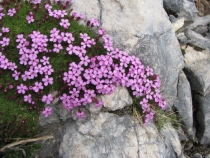 Два зоопарка: в Вене и в Зальцбурге (лето 2011)