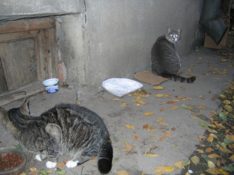 Поговорим о кошках36