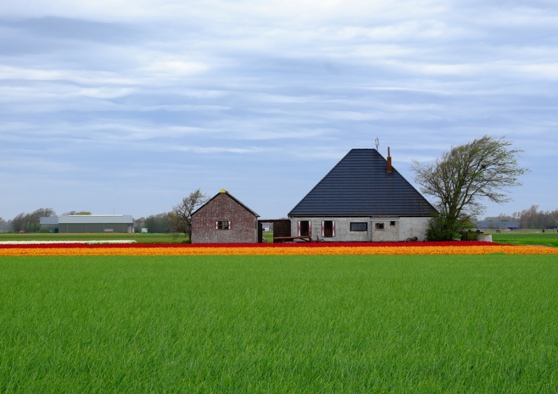 Нидерланды, май2015: Тюльпанные поля vs кофешопы: Amsterdam-Keukenhof-Utrecht-Den Helder