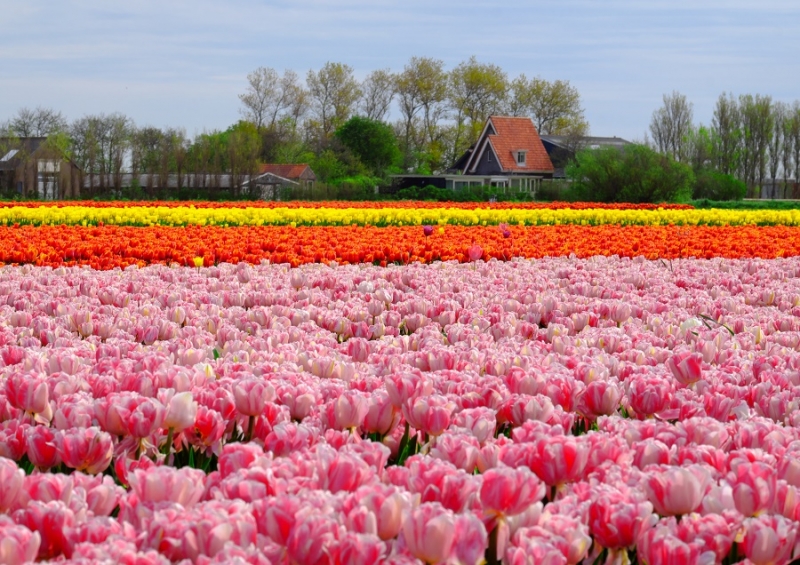 Нидерланды, май2015: Тюльпанные поля vs кофешопы: Amsterdam-Keukenhof-Utrecht-Den Helder