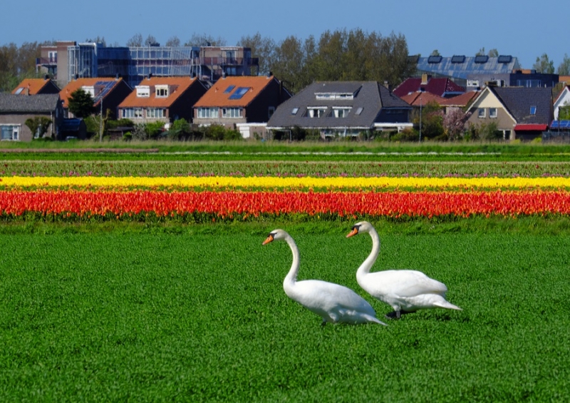 Нидерланды, май2015: Тюльпанные поля vs кофешопы: Amsterdam-Keukenhof-Utrecht-Den Helder