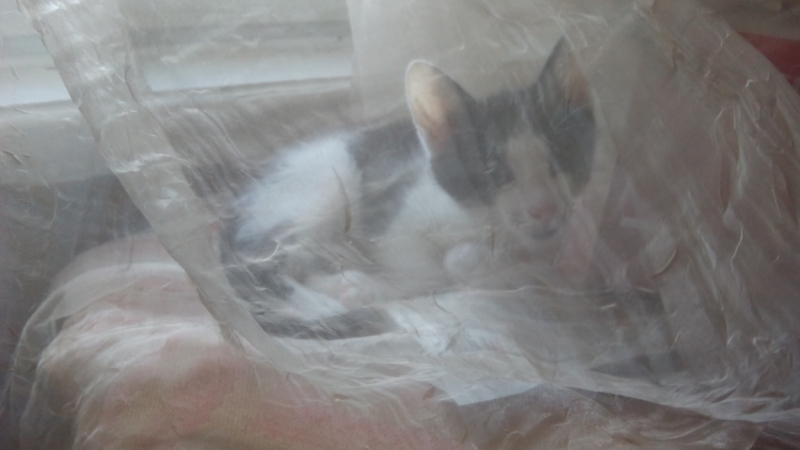 Поговорим о кошках36