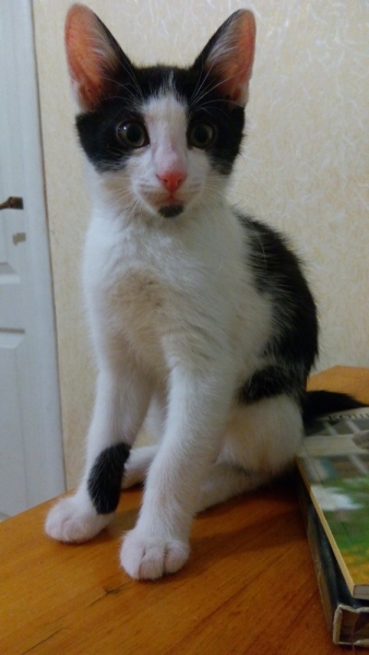 Поговорим о кошках36