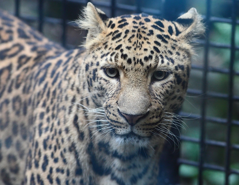 Хуаншань-Санциншань-Уишань