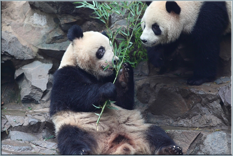 Хуаншань-Санциншань-Уишань