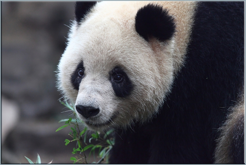 Хуаншань-Санциншань-Уишань