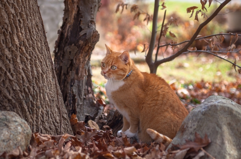 Поговорим о кошках36