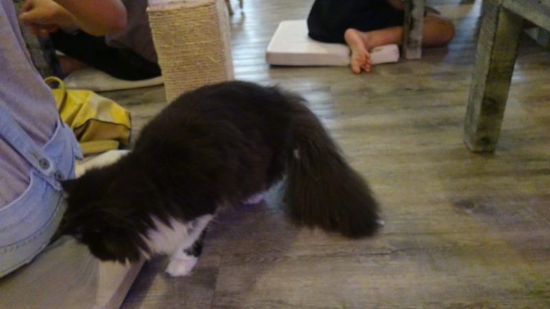 Поговорим о кошках36