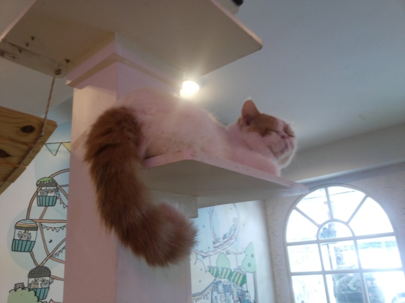 Поговорим о кошках36