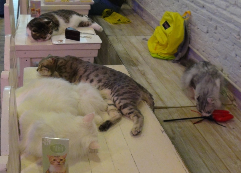 Поговорим о кошках36