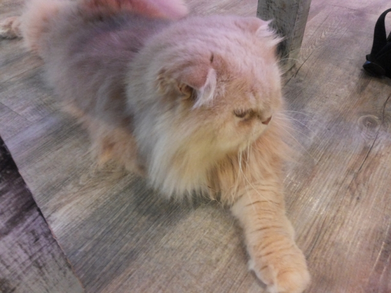 Поговорим о кошках36