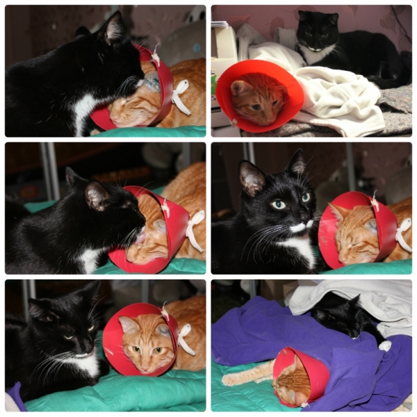 Поговорим о кошках36