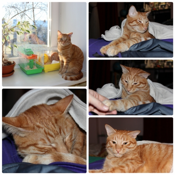 Поговорим о кошках36