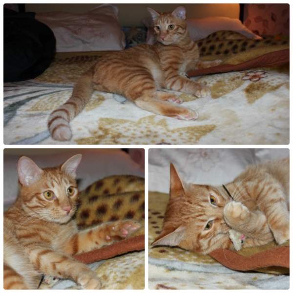 Поговорим о кошках36